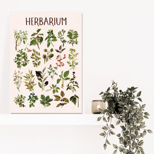Klassieke Herbarium Groene Plantenkaart Canvas Afdruk
