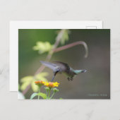 Klassieke Hummingbird Briefkaart (Voorkant / Achterkant)