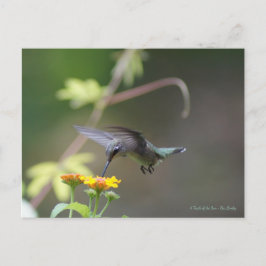 Klassieke Hummingbird Briefkaart