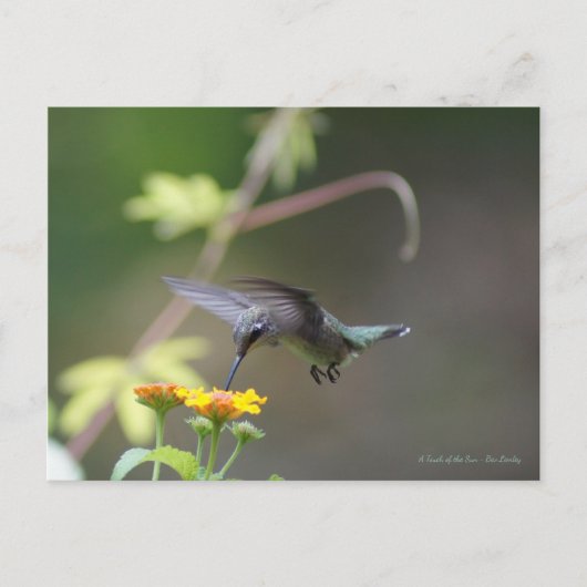 Klassieke Hummingbird Briefkaart (Voorkant)