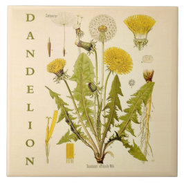 Klassieke keuken kunst: Paardenbloem bloembladeren Tegeltje
