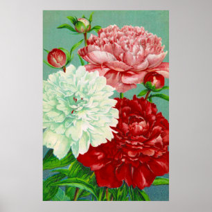 Klassieke kunst vintage bloemige Pioenroos Print