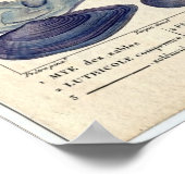 Klassieke mariniers - Clams Poster (Hoek)