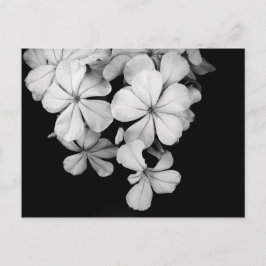 Klassieke monochrome Plumbago-kunst Briefkaart