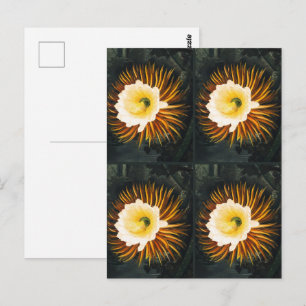 Klassieke Nacht-Bloeiende Cereus Gotische Kunst Briefkaart