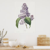 Klassieke Paarse Sering Botanische Schets Kunst Poster (Keuken)