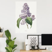 Klassieke Paarse Sering Botanische Schets Kunst Poster (Thuiskantoor)
