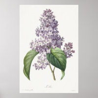 Klassieke Paarse Sering Botanische Schets Kunst
