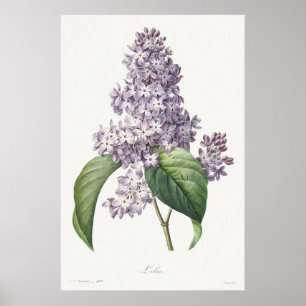 Klassieke Paarse Sering Botanische Schets Kunst Poster