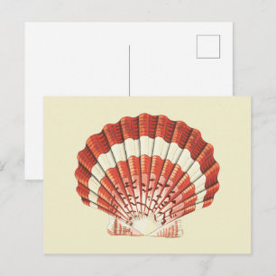Klassieke Rode en Witte Sint-Jakobsschelp Nautilus Briefkaart