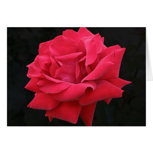 Klassieke rode rozen (Voorkant Horizontaal)
