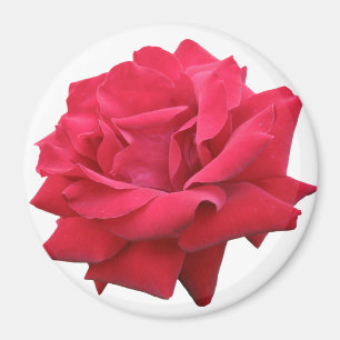 Klassieke rode rozen magneet
