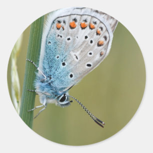 Klassieke ronde sticker