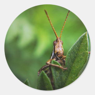 Klassieke ronde sticker