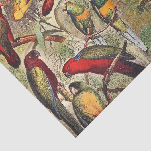 Klassieke  Tropische Vogelparrots ontkoppelen Tissuepapier (Detail)