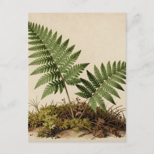 Klassieke Varens Botanisch Briefkaart