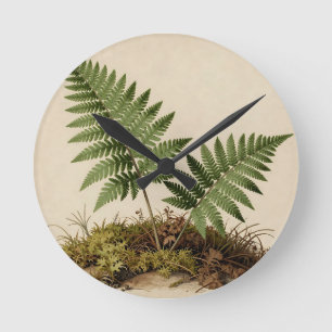 Klassieke Varens Botanisch Ronde Klok