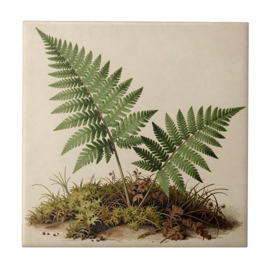 Klassieke Varens Botanisch Tegeltje (Voorkant)