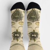 Klassieke Vogel Ei Nest Kunst Schilderij Eieren Sokken (Top)