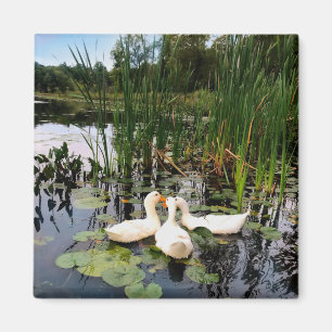 Klassieke witte eenden op een prachtig meer magneet