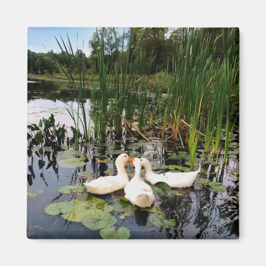 Klassieke witte eenden op een prachtig meer magneet (Voorkant)