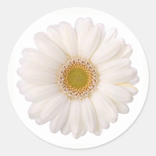 Klassieke witte Gerbera Daisy Flower Ronde Sticker (Voorkant)