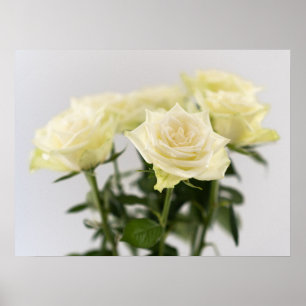 Klassieke witte rozen Close-up botanische foto Poster