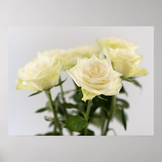 Klassieke witte rozen Close-up botanische foto Poster (Voorkant)