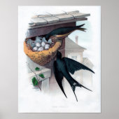 Klassieke zoölogische eitching - Barn Swallow Poster (Voorkant)