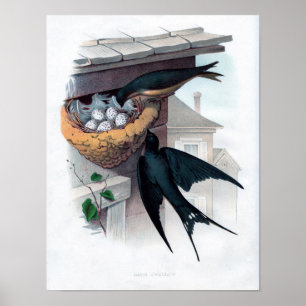Klassieke zoölogische eitching - Barn Swallow Poster