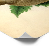 Klassieke zoologische Etching - Amerikaanse Goldfi Poster (Hoek)