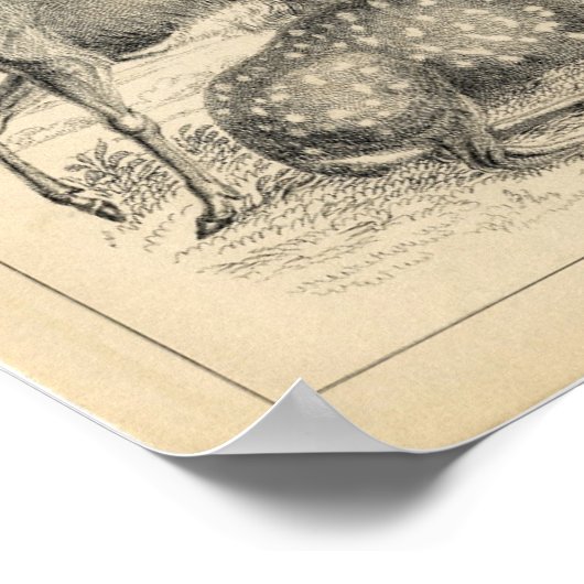 Klassieke zoologische Etching - Deer Poster (Hoek)