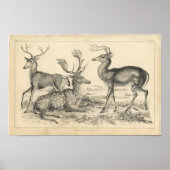 Klassieke zoologische Etching - Deer Poster (Voorkant)