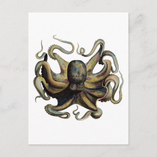 Klassieke zoölogische Etching - Grumpy Octopus Briefkaart (Voorkant)