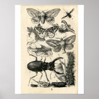 Klassieke zoölogische Etching - Insecten Poster