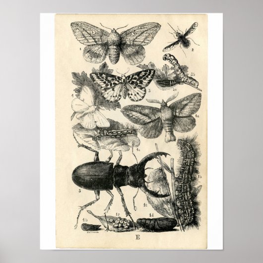Klassieke zoölogische Etching - Insecten Poster (Voorkant)