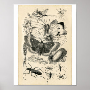 Klassieke zoölogische Etching - Insecten Poster