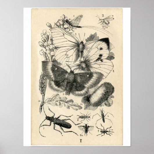 Klassieke zoölogische Etching - Insecten Poster (Voorkant)