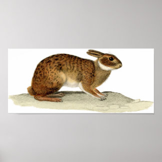 Klassieke zoölogische Etching - konijn Poster