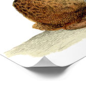 Klassieke zoölogische Etching - konijn Poster (Hoek)