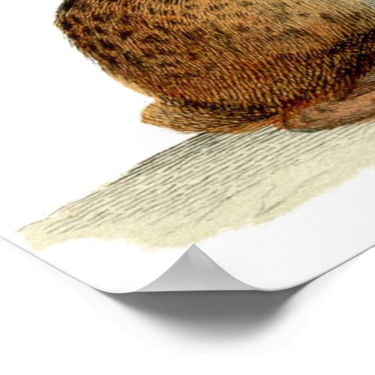 Klassieke zoölogische Etching - konijn Poster (Hoek)