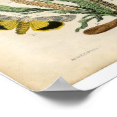 Klassieke zoölogische Etching - Moths Poster (Hoek)