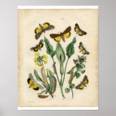 Klassieke zoölogische Etching - Moths Poster (Voorkant)