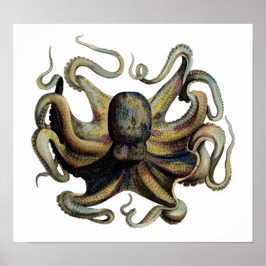 Klassieke zoölogische Etching - Octopus Poster (Voorkant)