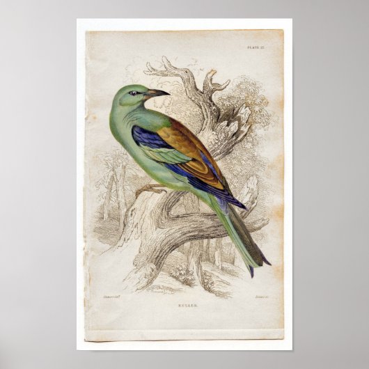 Klassieke zoölogische Etching - Roller Poster (Voorkant)