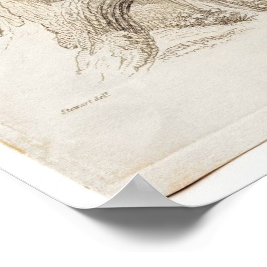 Klassieke zoölogische Etching - Roller Poster (Hoek)