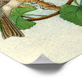 Klassieke zoölogische Etching - Sparrows Poster (Hoek)