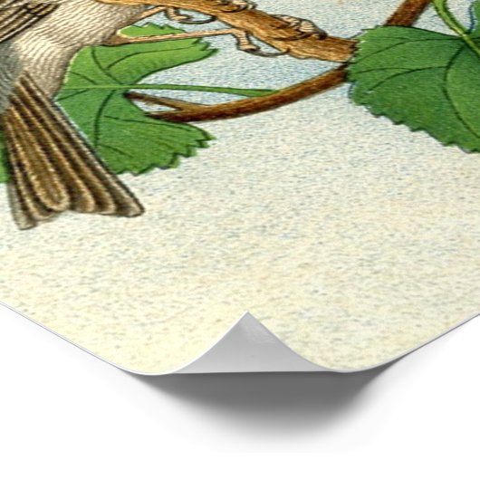 Klassieke zoölogische Etching - Sparrows Poster (Hoek)