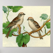 Klassieke zoölogische Etching - Sparrows Poster (Voorkant)