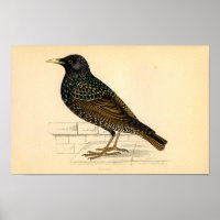 Klassieke zoölogische Etching - Starling